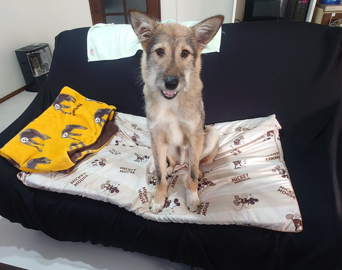 元保護犬せんりさんと世話係うめ tweet media