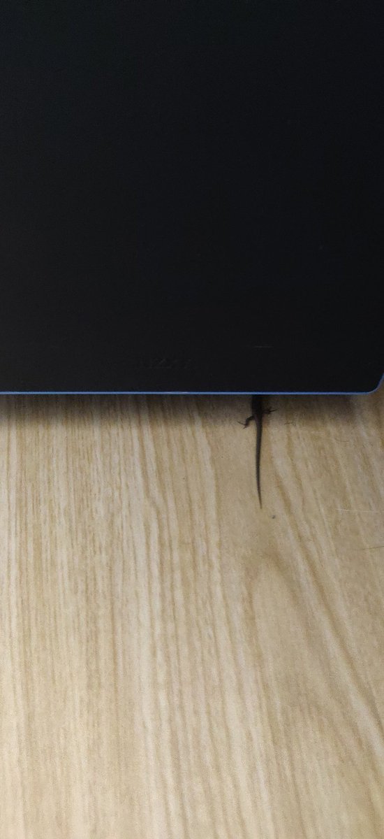 holocrypt1c's tweet photo. Where did this lizard come from and why is it attacking my pc https://t.co/uad4BswJZH
