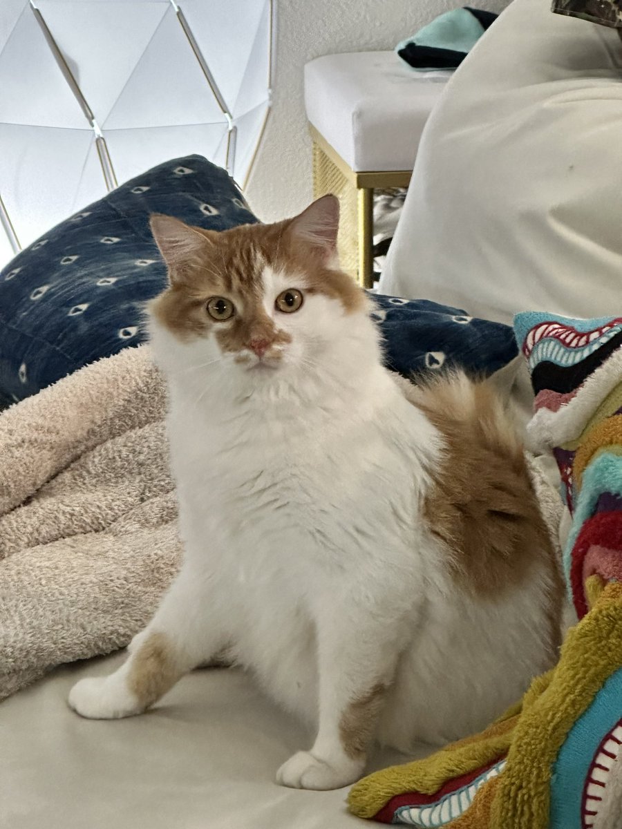 peachjars² on Twitter "My wife QTsnackIRL fed me risotto (bonus cat