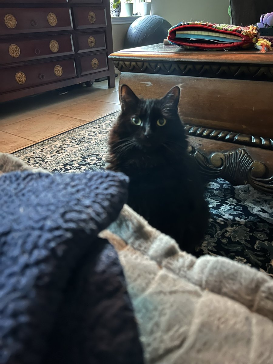 Caught them both just staring at me today. Probably wondering why I wasn’t at work. 😋