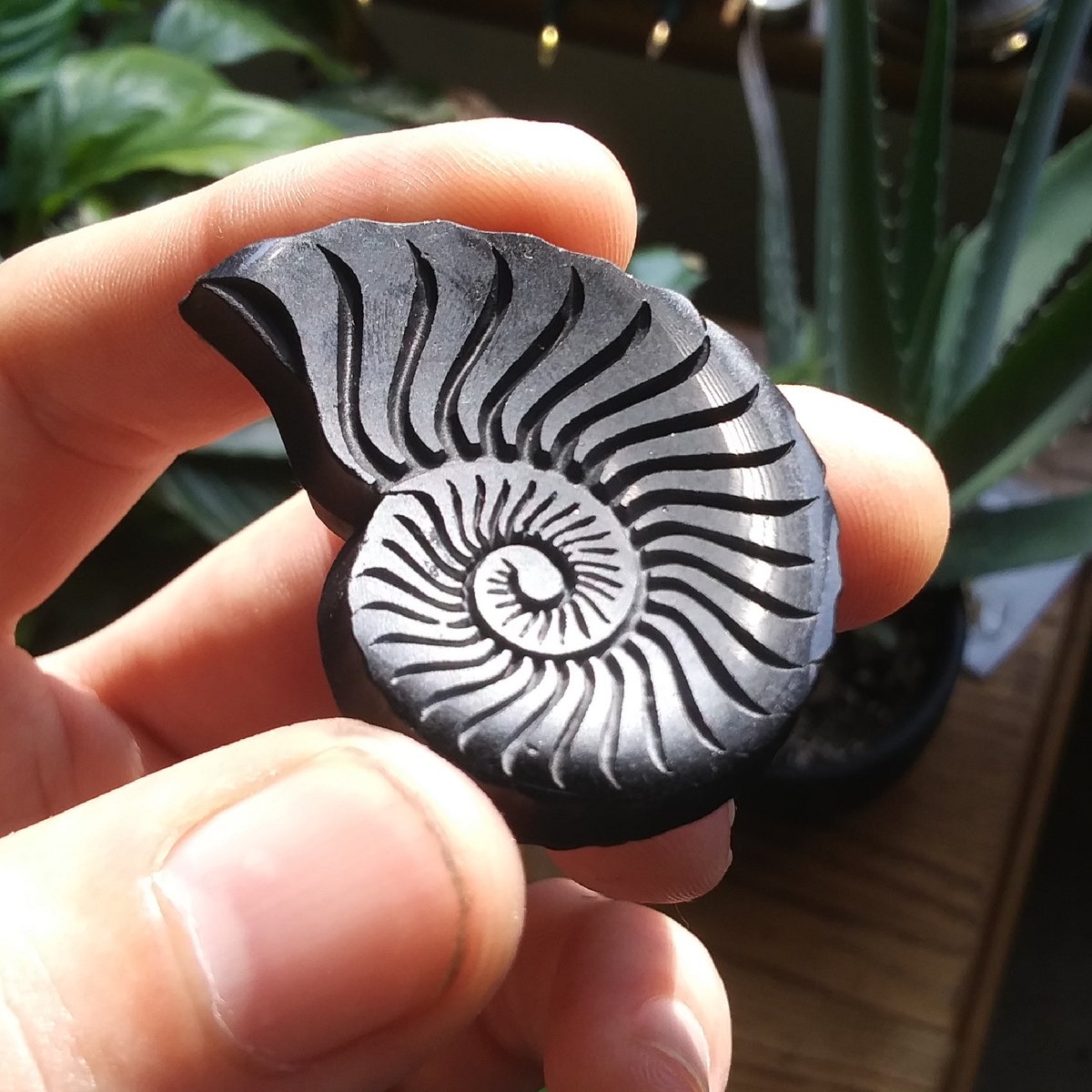 oceanancients's tweet photo. Unlockable Content: Physical Art - Hand-carved obsidian ammonite sculpture, approx. 50mm h.

#NFT #NFTCommunity #obsidian #sculpture #handmade #artist #ETH https://t.co/FbGZCkLvNS