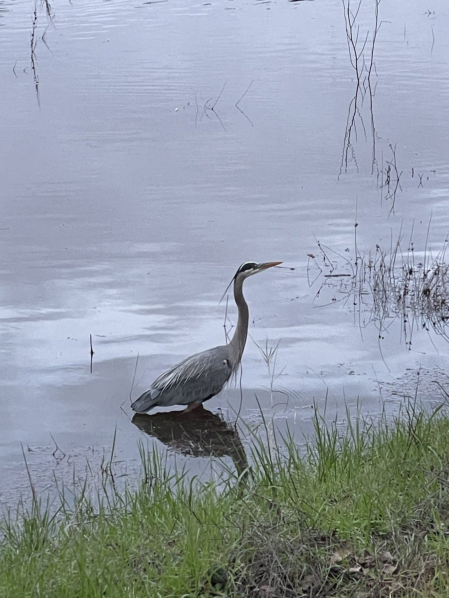 jackdibachi's tweet photo. @Feldfrog Can confirm. Got this bad boy at Lake Lagunita https://t.co/Jxvjko4Bq1