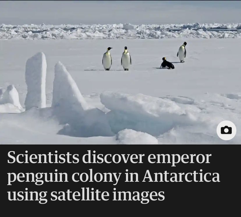 I had no idea penguins were that clever!!! 🤣 theguardian.com/environment/20…