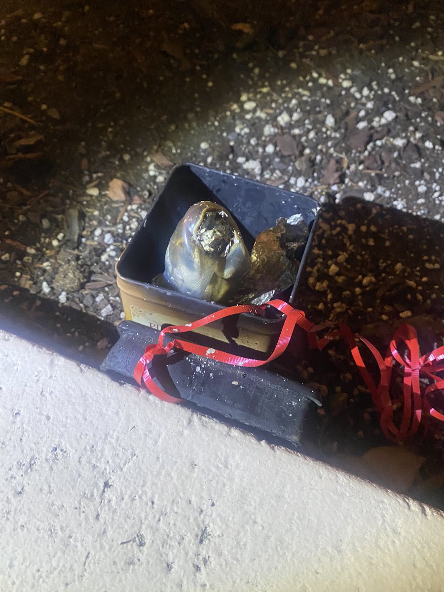 HeavinSarah's tweet image. #notamonkeyshine #monkeyshines2023