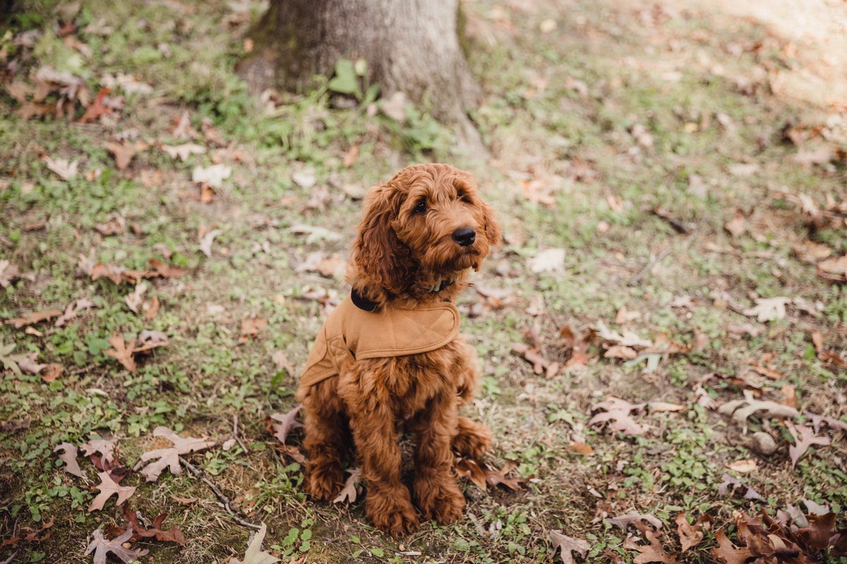 @dogcelebration Looks just like an Irishdoodle!