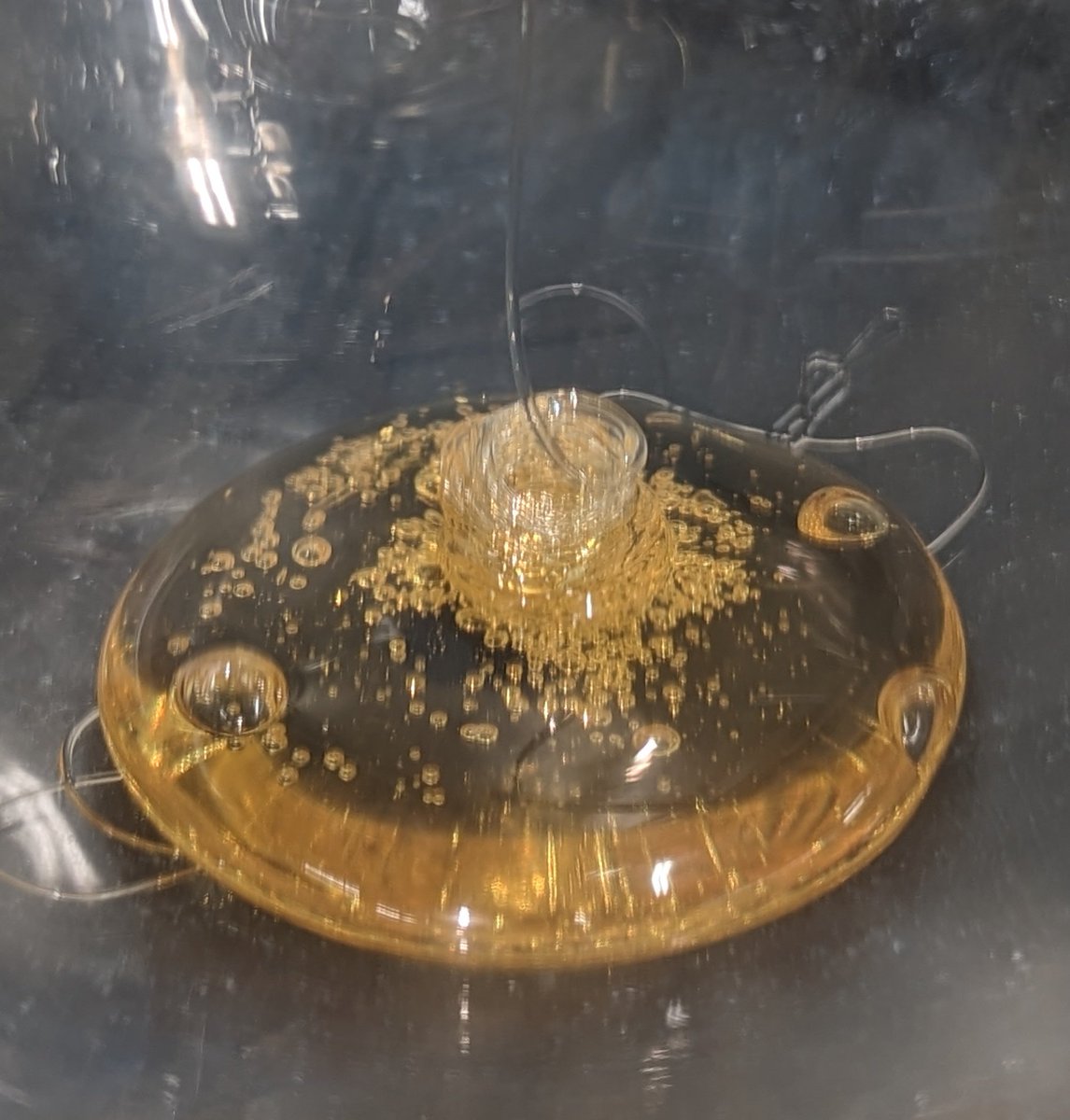 TempleGrower's tweet image. Disty for days. What kind tho? CBG is much more liquid, until it's not. Then it's wax. CBD is much greasier, doesn't hold its shape/coil even when cooled. THC though.. the real sticky icky. 5L of that golden groove juice per run, whoo wee.🛢️⚗️
#ShortPath #Distillation #2ndPass