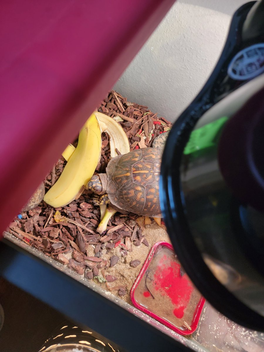 BeebsJoy's tweet image. Caught Mr Turtle eating some banana peel this morning!  He hasn't let me see him eat before now.  #MrTurtlesAdventures