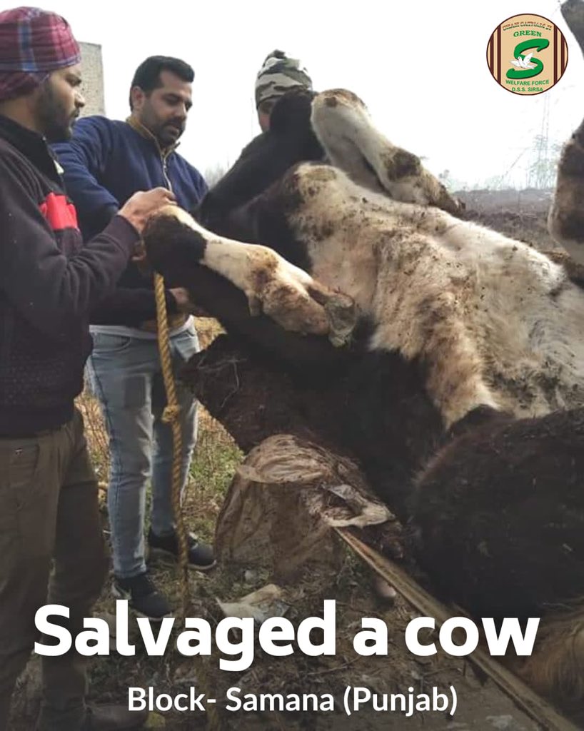 GreenSwelfares's tweet photo. Having concern for mute creatures is not usual these days. But kudos to #DeraSachaSauda volunteers who work together to provide the warmth of care to every creature in need. With the inspiration of St. Dr. @GurmeetRamRahim Singh Ji Insan, they saved a injured cow. #AnimalWelfare https://t.co/oTu1PoU1NA