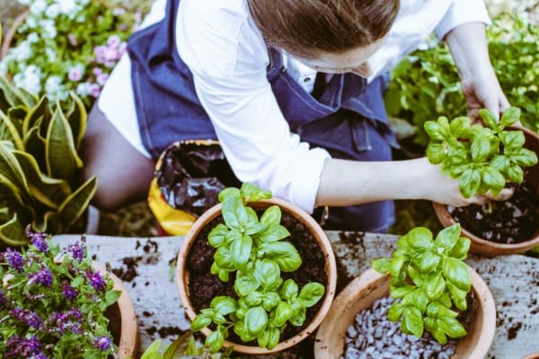 БОСИЉАК 🌿

Босиљак је цвет који изазива или одржава љубав. То је један од разлога зашто се девојке и младе жене њиме ките и носе га уза се.