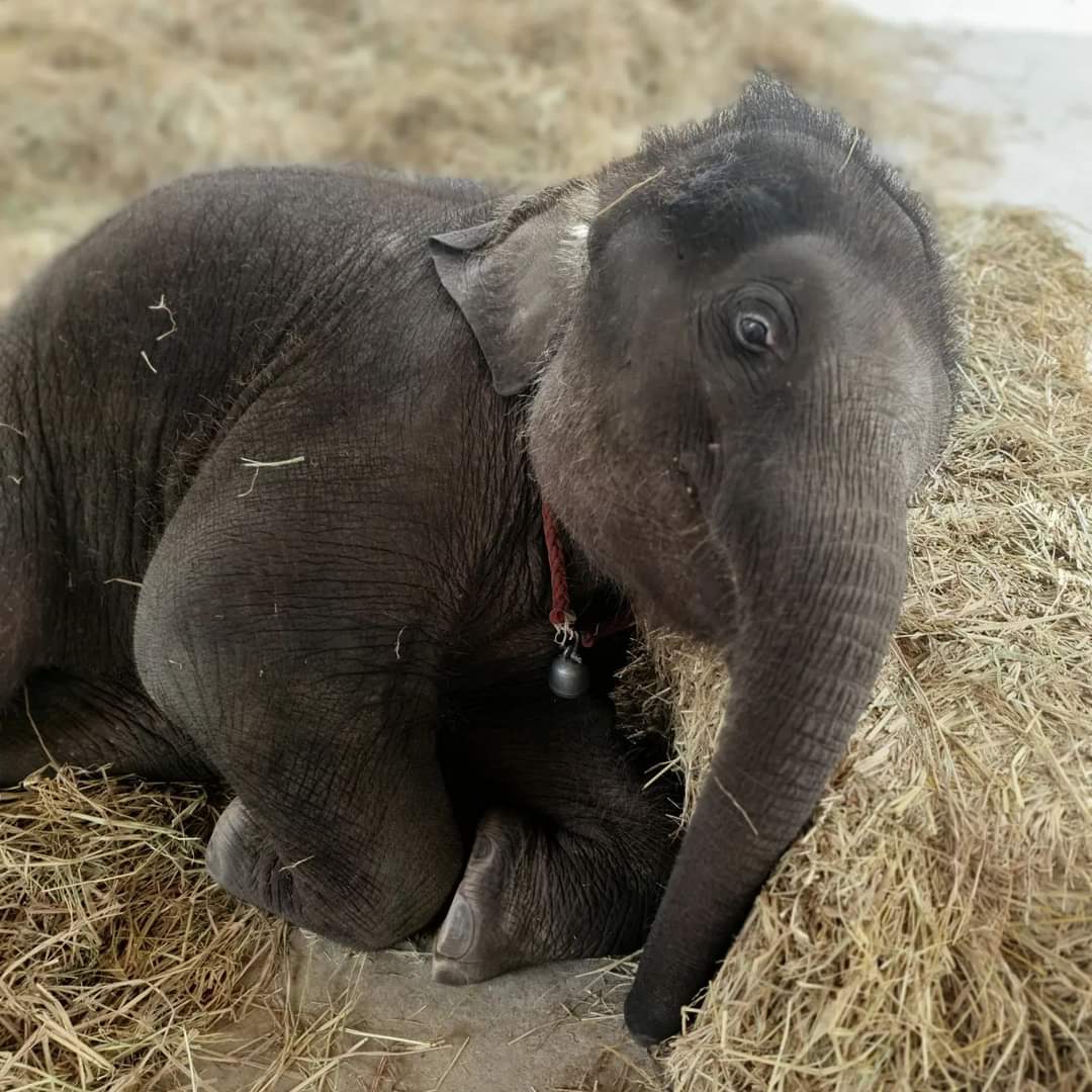 One of the reasons we have such a successful breeding program is because we have healthy elephants. By giving rides the elephants are exercised, socialized and stimulated. Eighty five calves have endorsed this! #babyelephants #breedingprogram #savingelephants #conservationmatters