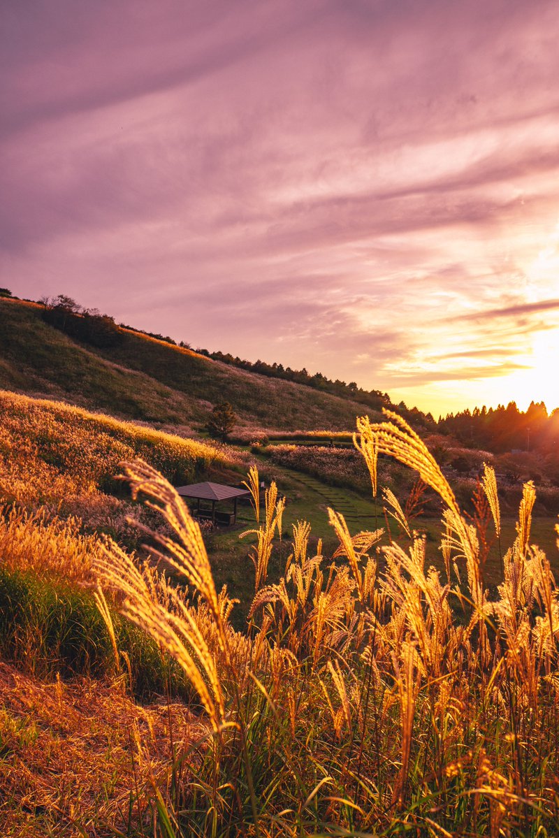 asagi_photo0921's tweet image. 夕焼け色の片思い。