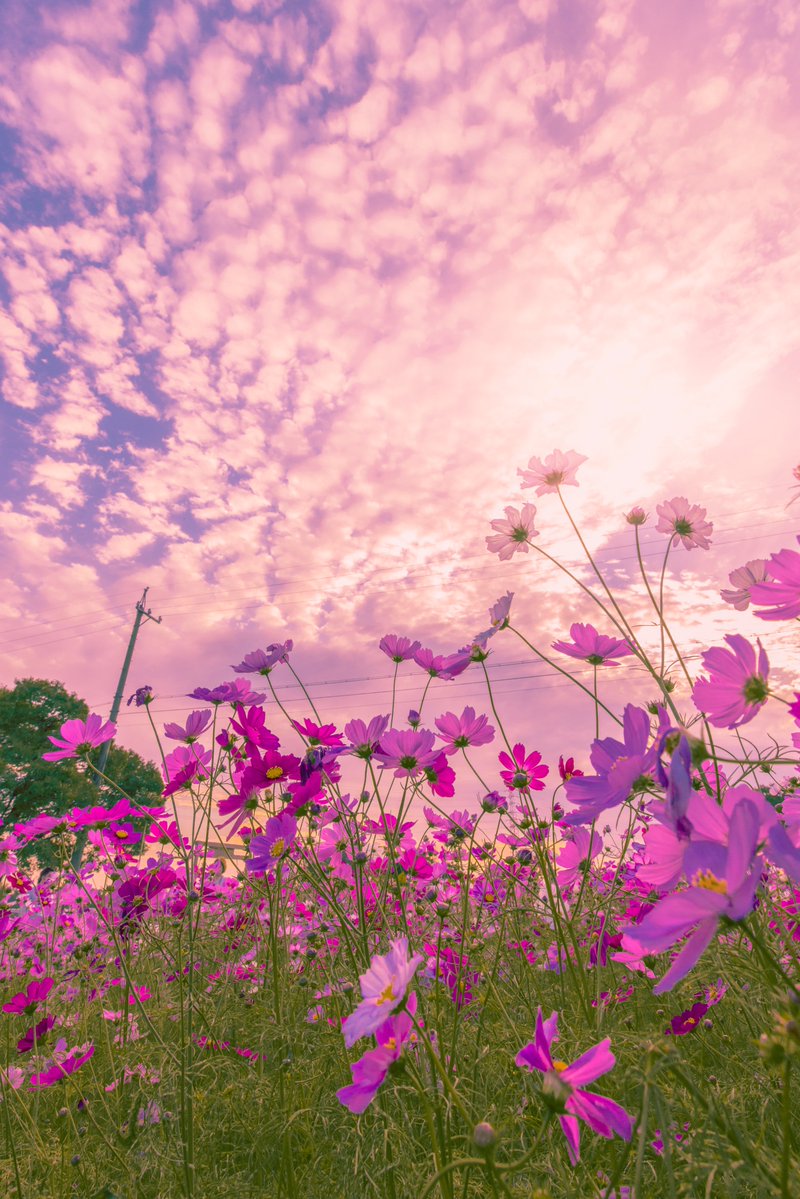 asagi_photo0921's tweet image. 夕焼け色の片思い。