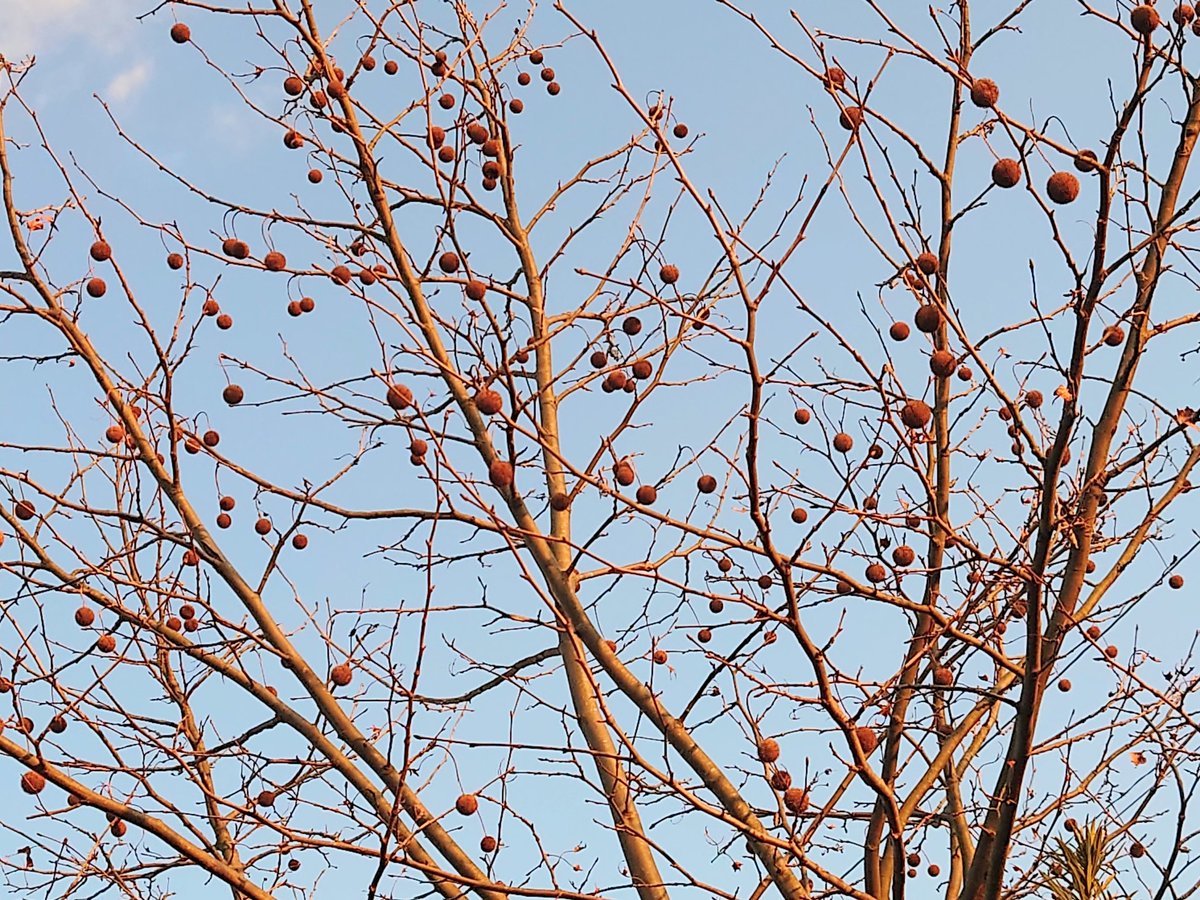 「見上げた木がプラタナスだと嬉しい可愛い 」|メノタ　4/7メリウィズ①発売のイラスト
