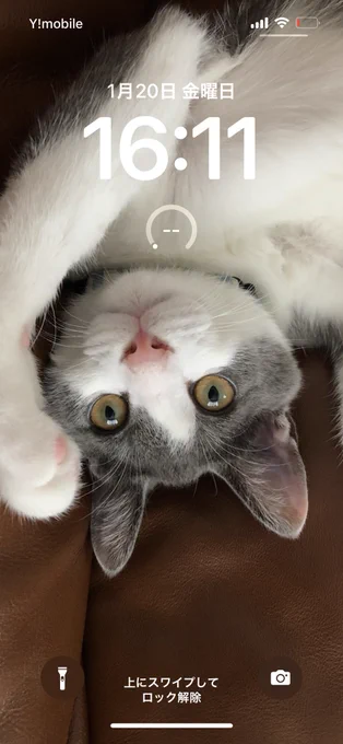 待受画面を複数画像がランダムに現れる設定にしたら変わるたびにヒッ!カワイイ!てなってスクショ撮っちゃう… 