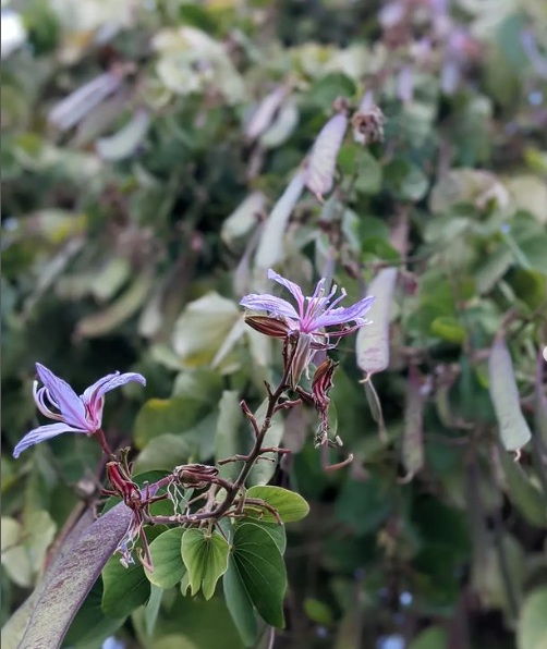 Balkep's tweet photo. 1/2 What I think is Bauhinia purpurea - Fabaceae. possibly one of the most beautiful trees I've come across.
#aswan #egypt #edibletrees #plantsforforestgardens #bulbs #regenerative #gardens #wildlifegarden #edibleshrubs #gardendesign #polycultureorchard #seeds #gardeners https://t.co/luMQUqwoGL