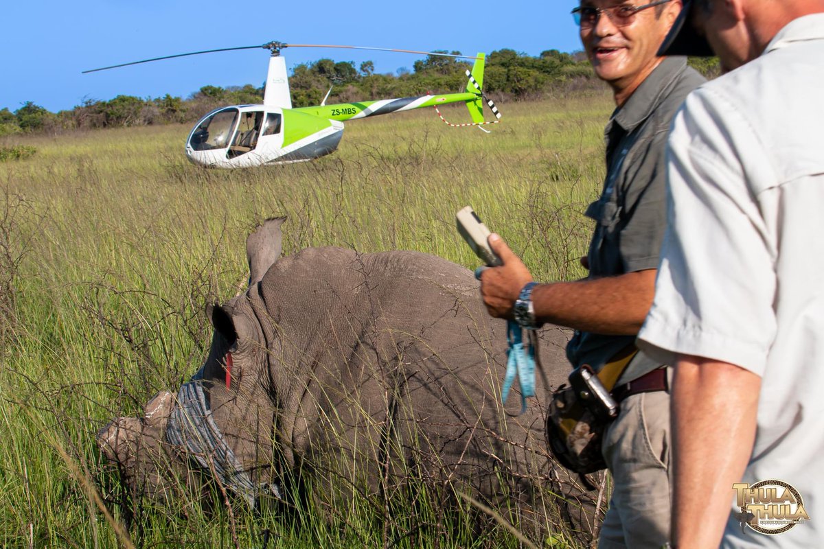 ThulaThulaFund's tweet photo. 2023 dehorning done โ
Mona & Sissi were in an open area, easy to dart and went ahead swiftly with no problems.
24/7 Rhino Security
https://t.co/6ATgM3mnmF
#rhinofriday #rhinolove #rhinodehorning #conservation #francoisemalbyanthony #thulathula #teamwork #antipoachingunit https://t.co/TlAsF0NjxR