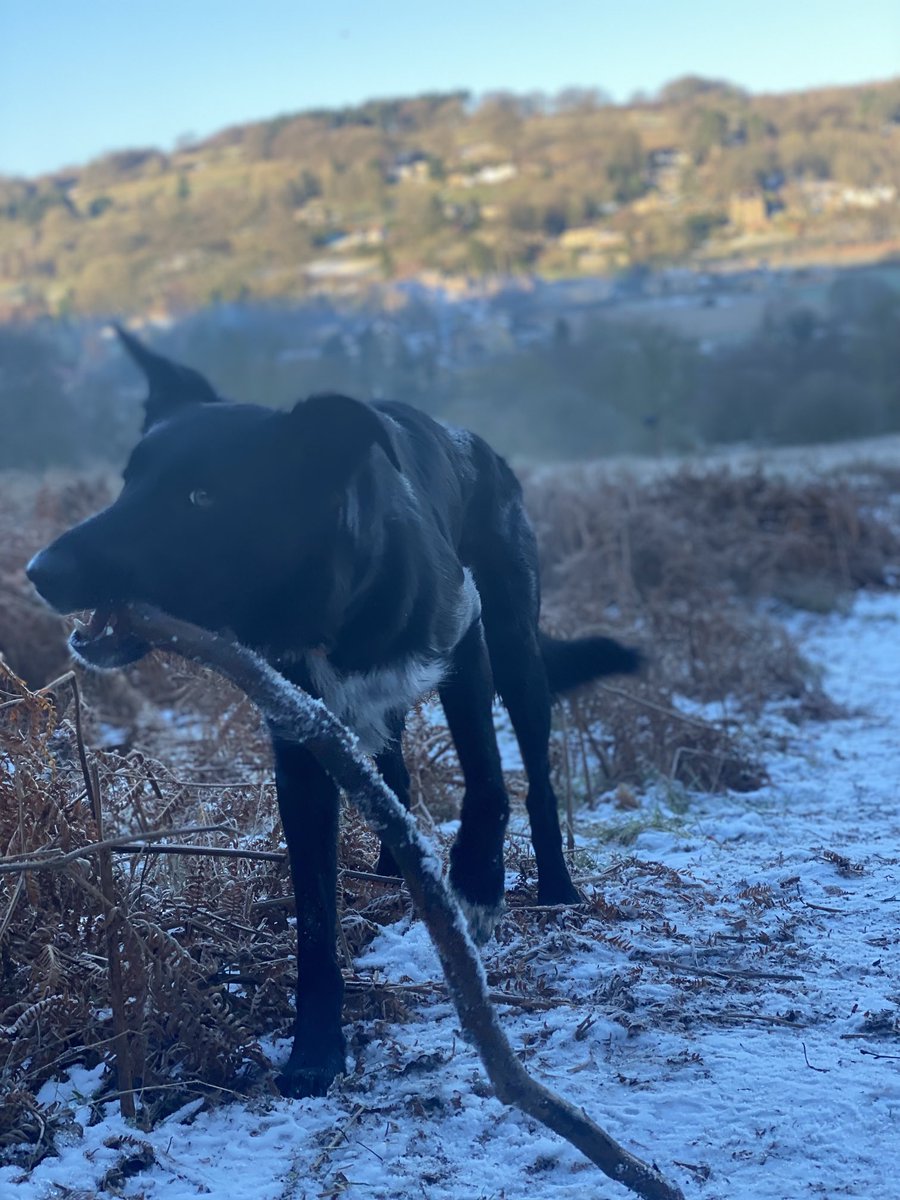 The joy of stick. #dogbooks