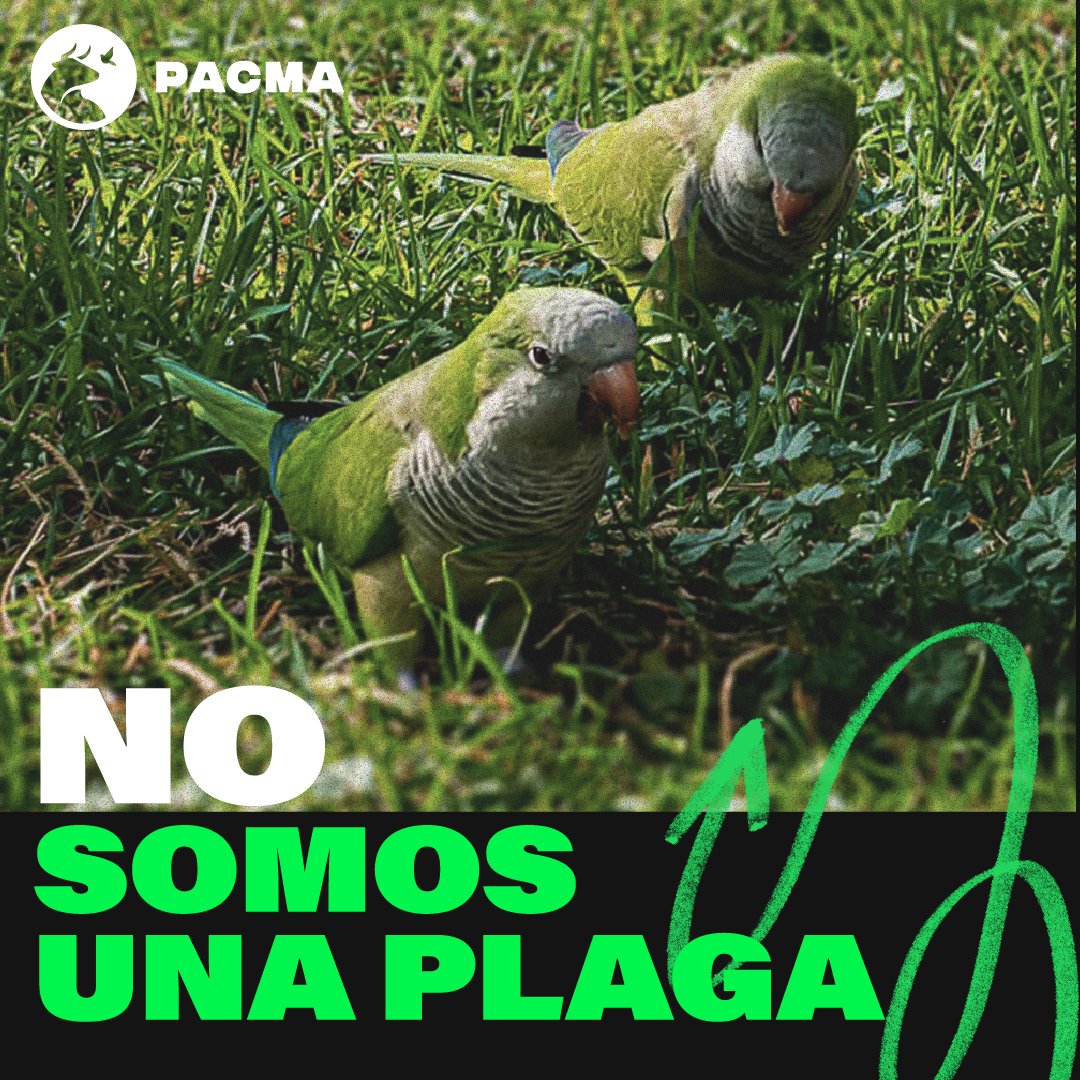 PartidoPACMA's tweet photo. ¡Las cotorras NO son una plaga! Pero la mayoría de ayuntamientos, como el de Madrid, optan por matarlas cruelmente.
Existen alternativas éticas, eficaces y más económicas, como la esterilización. ¡No al exterminio! https://t.co/y5GWidBMZR