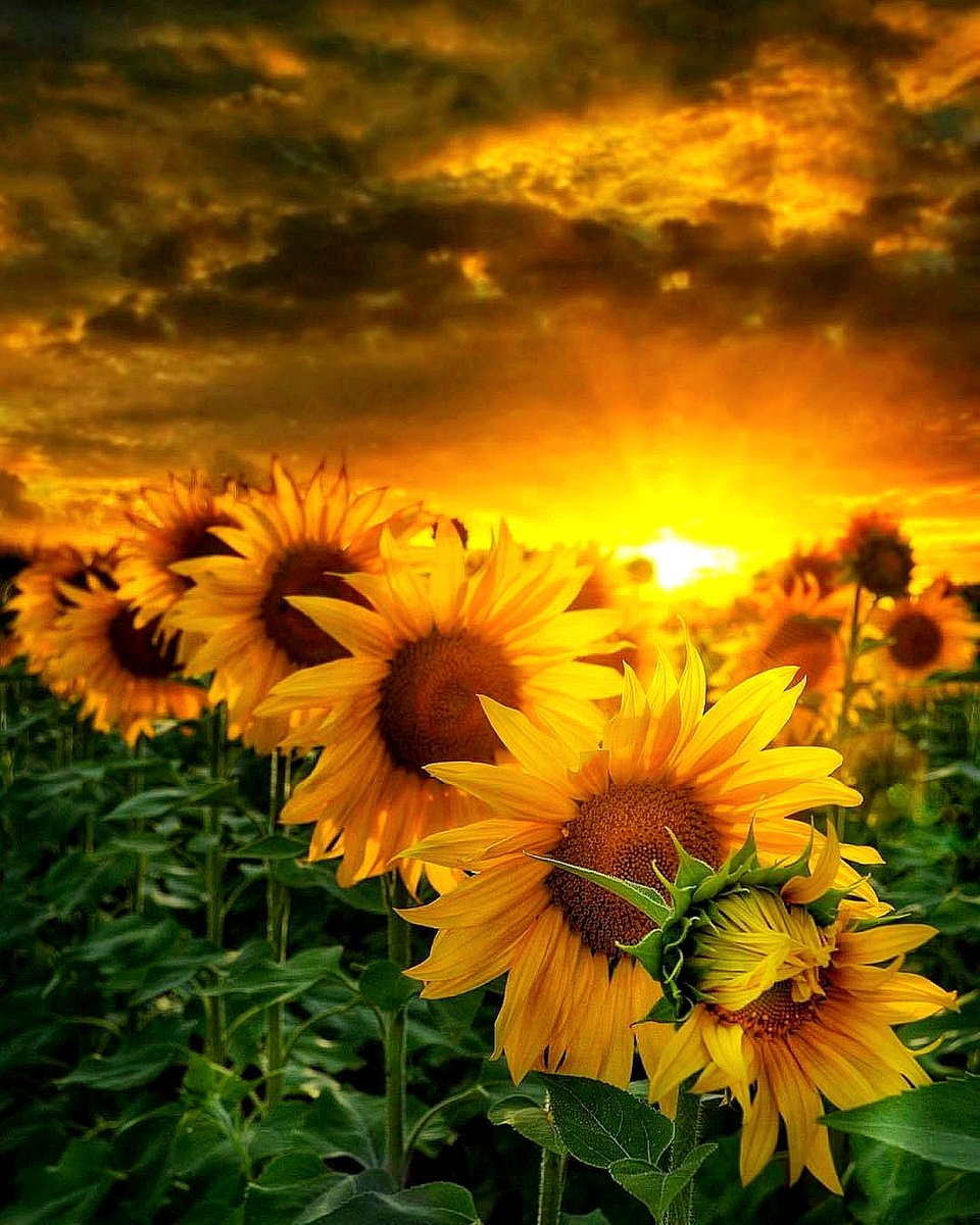 Sophia Brite (@sophiabrite) on Twitter photo 