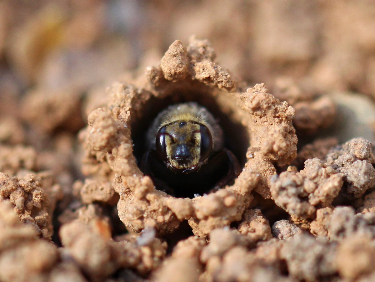 Incredible wildlife here at #Chamela2023! Solitary bees with these cool ground nests and a Northern potoo…among many others not pictured