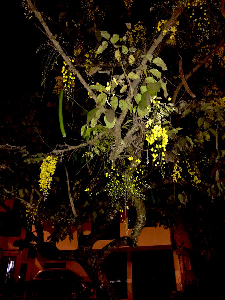 Danigonza1909's tweet image. A millas siento tu aroma 💚 #Calive       Estando aquí, deseando estar allá 🥺