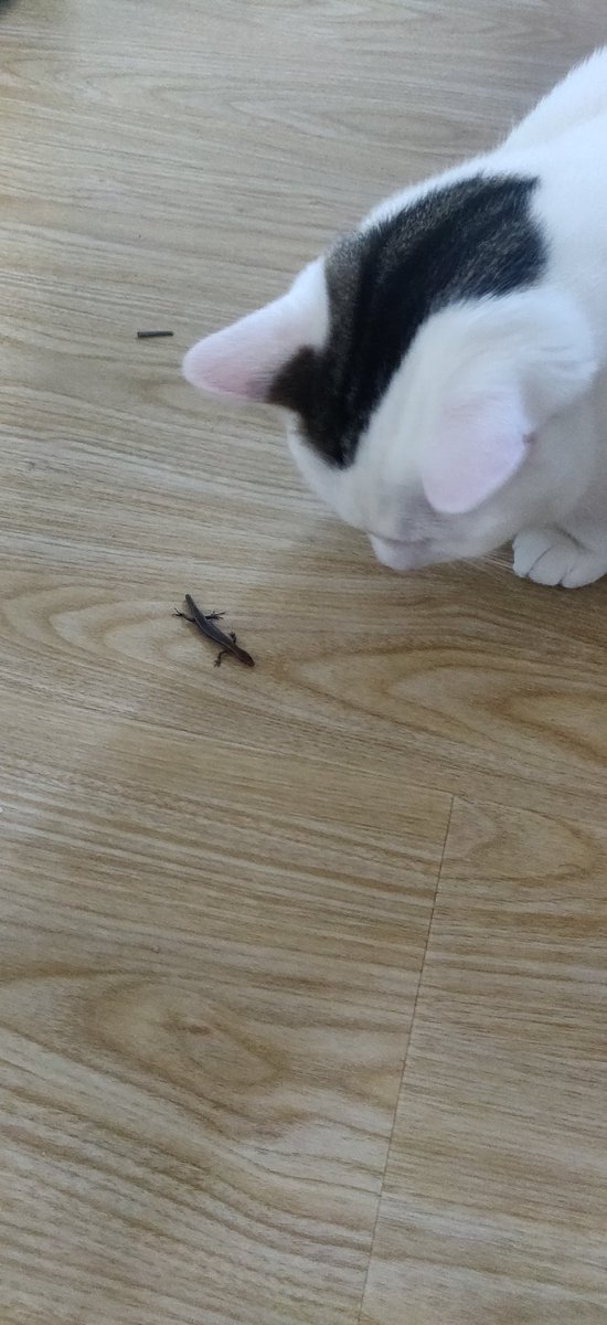 holocrypt1c's tweet photo. The tail is gone 💀 https://t.co/Nl51Dottqs