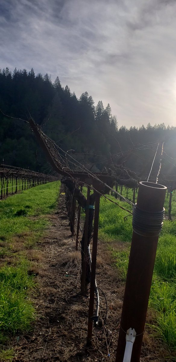 Sunshine and Super Vitamin D after the rain. Gorgeous day here in the Russian River Valley. Sonoma County magic! #russianrivervalley #sonomacounty #california #sunshine #winetourism #vineyards