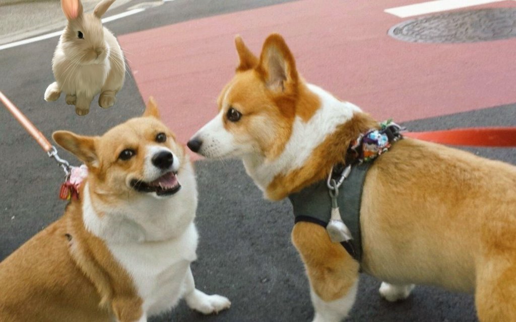 夏にかかる虹🌈大切に更新中✨🦋🐶 tweet media