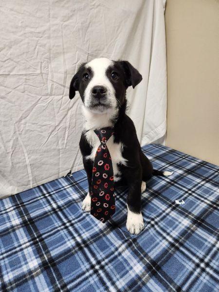 adopt_a_dog_bot's tweet photo. Ryder is a dapper boy, who can be found near Hawk Point, MO! Ryder is a Border Collie mix, who enjoys listening to podcasts while on their walk. #BorderCollie #mixedbreed #mutt #dogsoftwitter #rescue #adopt #dog #HawkPoint #Missouri #MO https://t.co/0zTmglgq9S https://t.co/50En5axkLu