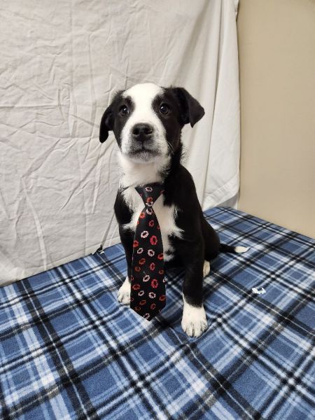 Ryder is a dapper boy, who can be found near Hawk Point, MO! Ryder is a Border Collie mix, who enjoys listening to podcasts while on their walk. #BorderCollie #mixedbreed #mutt #dogsoftwitter #rescue #adopt #dog #HawkPoint #Missouri #MO petfinder.com/dog/ryder-5950…