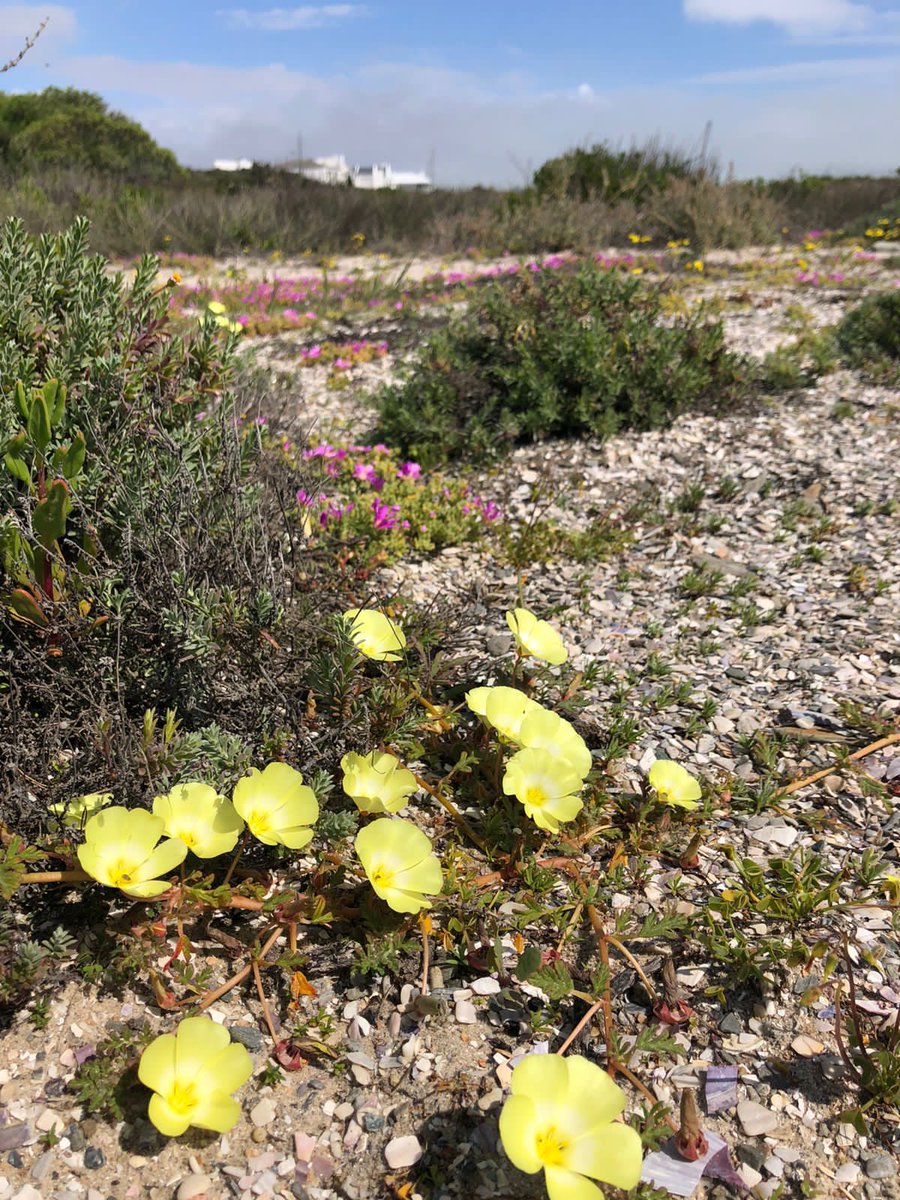 I 💜 Weskus Newsletter - mailchi.mp/5f338911f84a/i…

Click on Facebook Page Newsletter tab to subscribe.

PHOTO: @elsje_truter