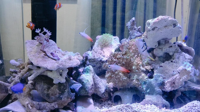 コツコツお金を貯めては3年かけてここまで来たでもお魚さん可愛いプロテインスキマー使ってなくて硝酸塩10ppmリンは今調整中スキマーなくてもここまでこれるんだなーしみじみ('・ω・`) #アクアリウム  #マリンアクアリウム 