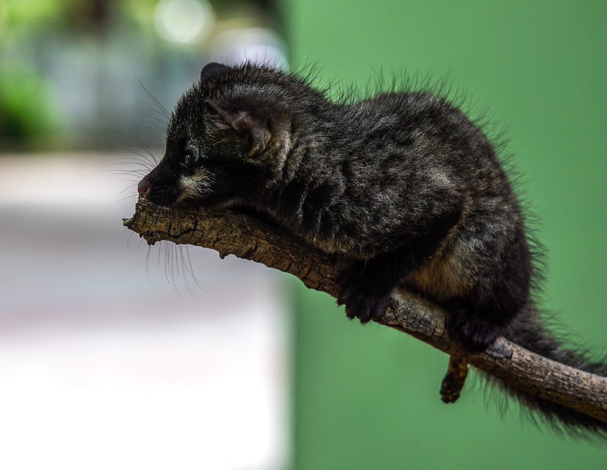 Asian Palm Civet in #Tirunelveli.After the recent amendment to the Wildlife Protection Act, enjoys protection under Schedule 1 of the Act.  It mainly feeds on fruits and palm flower sap as well. Hence the name. #Natgeoindia #NatgeoYourlens @NatGeoIndia #IndiAves #BBCWildlifePOTD