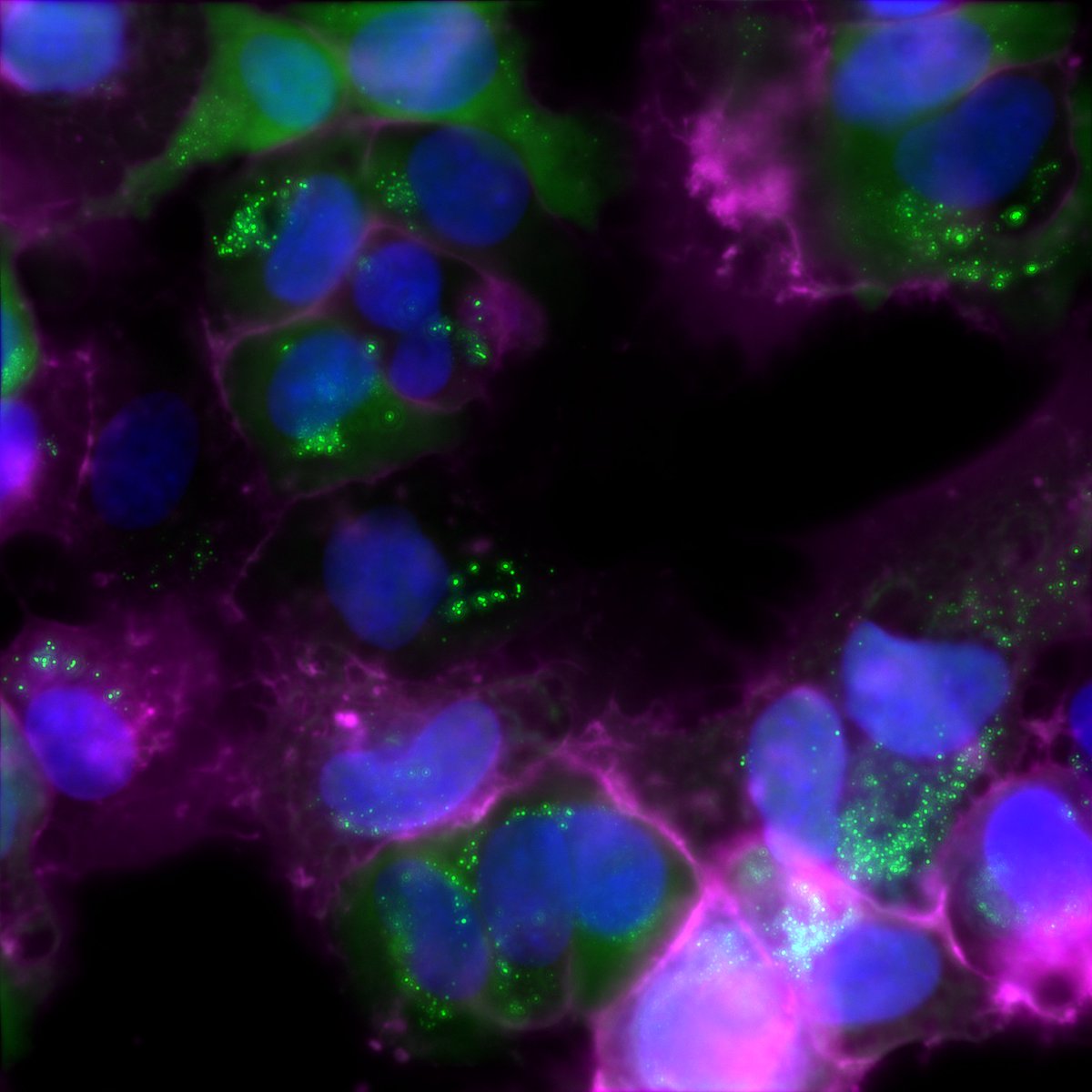 NeoVirTech tweet media