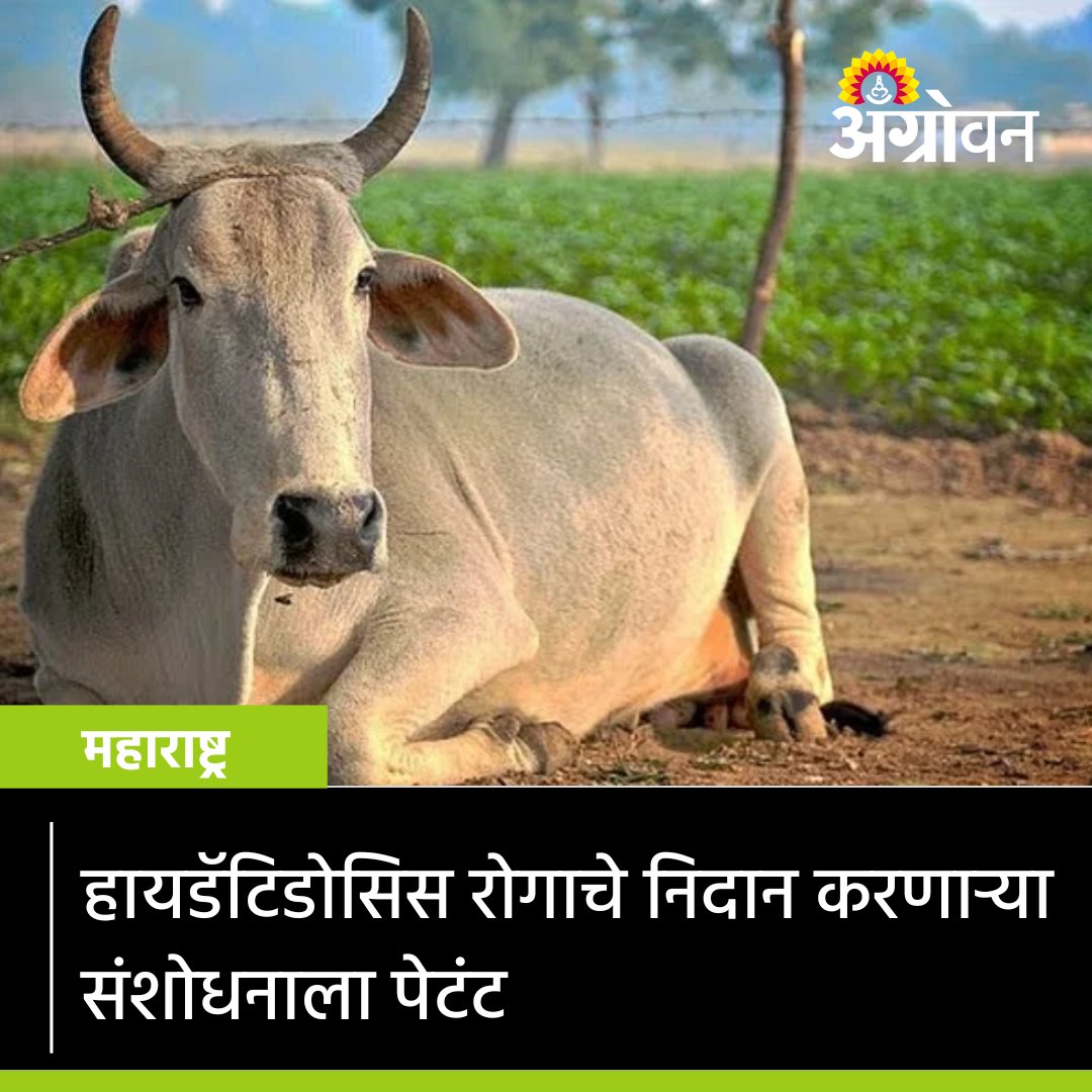 AGROWON's tweet photo. गोवंशामध्ये आढळणाऱ्या हायडॅटिडोसिस या परजीवी रोगाचे निदान करण्यासाठी विकसित करण्यात आलेल्य एलायझा किटला पेटंट मिळाले आहे. 

सविस्तर वाचा https://t.co/kpDhSGJDHq

#Cow #Hydatidosis #ELISAKit #MumbaiVeterinaryCollege #Agrowon https://t.co/NEn8fFyDxN