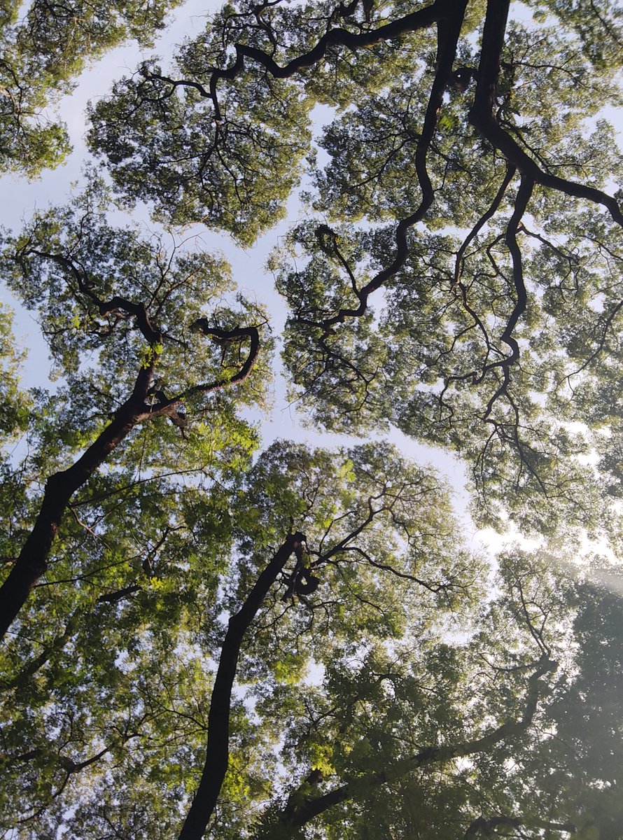 annavicneww's tweet photo. Granting that Minho is closer in UP Diliman. I would love to see him relax and enjoy the scenery inside the campus. I recently discovered how relaxing it is to just walk under the trees and feel the nature 🌿🌻😊
#SHINeeMINHOinManila2023 #2023_BEST_CHOIs_MINHO #BestChoisQuestions https://t.co/N5F49fYMaA