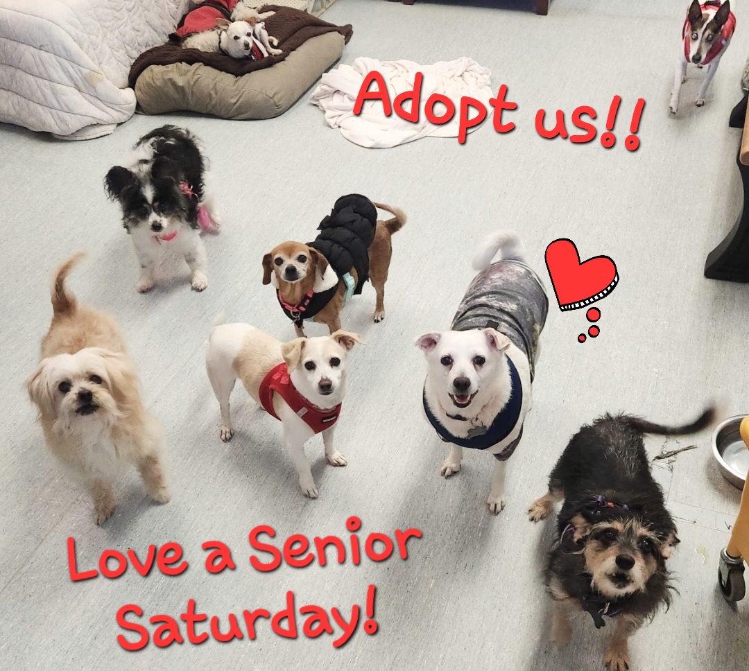 Muttville's tweet photo. #MeetOurMutts tomorrow from 11 to 2, at Muttville's #Love a #Senior #Saturday! Pet #dogs, chill with dogs, #adopt! 255 Alabama St in #SanFrancisco ๐ https://t.co/RLLfCeICLD