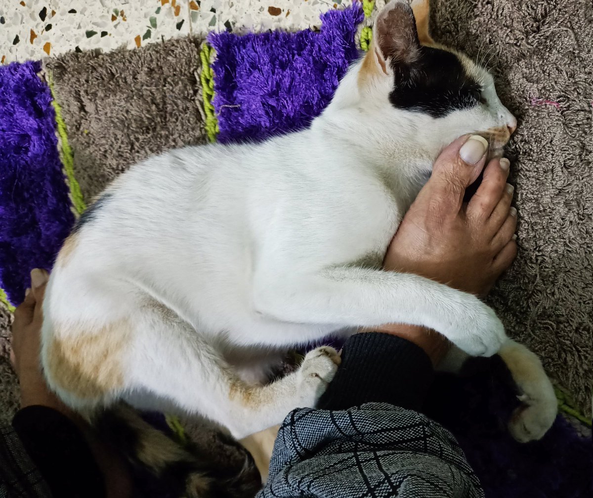 alpharay63's tweet photo. Owning a cat can reduce the risk of heart attacks and strokes by more than a third.
#Pushu https://t.co/hqjMhGKWlS