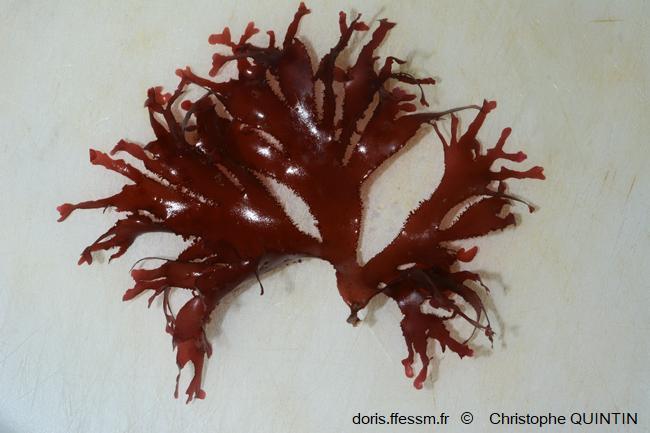 DORIS_ffessm's tweet image. Publication de la fiche sur une étonnante petite #algue rouge : la callophylle lacinié.

QUINTIN Christophe, VERLAQUE Marc, MÜLLER Yves in : #DORIS, 19/01/2023 : 
Metacallophyllis laciniata (Hudson) A. Vergès &amp;amp; Le Gall, 2017, doris.ffessm.fr/ref/specie/5679

#biodiversite #végétaux