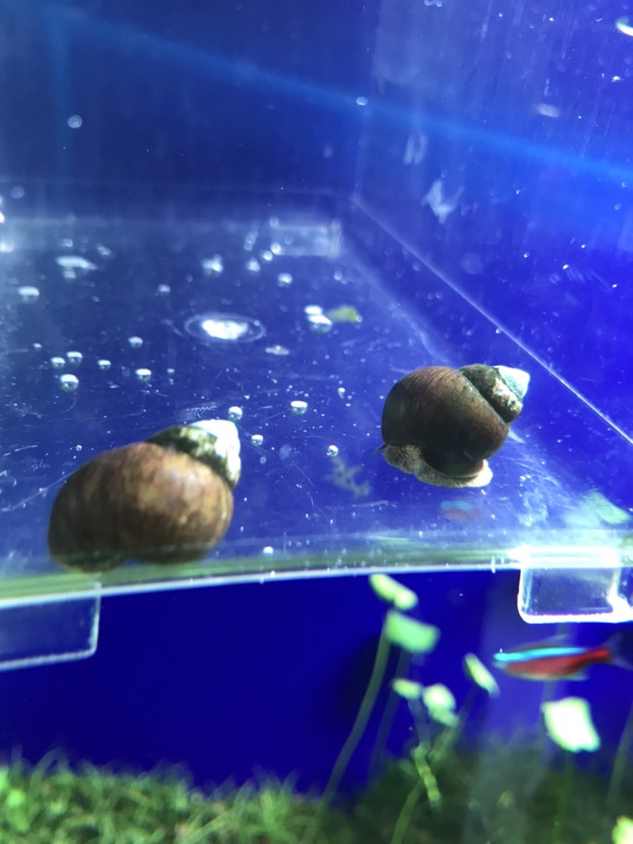 marukane_'s tweet photo. 本日も営業中です😊
色々入荷しました！

ヒョウモントカゲモドキのアルビノ（20cm）
飯田産オランダ（9cm）
ヒメタニシなどなど来ております。

御来店お待ちしておりますm(_ _)m https://t.co/f4WpssCZpg