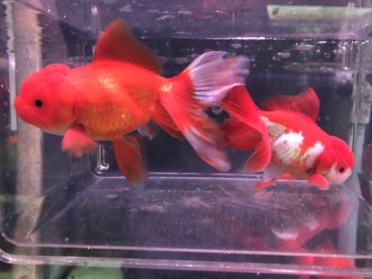marukane_'s tweet photo. 本日も営業中です😊
色々入荷しました！

ヒョウモントカゲモドキのアルビノ（20cm）
飯田産オランダ（9cm）
ヒメタニシなどなど来ております。

御来店お待ちしておりますm(_ _)m https://t.co/f4WpssCZpg