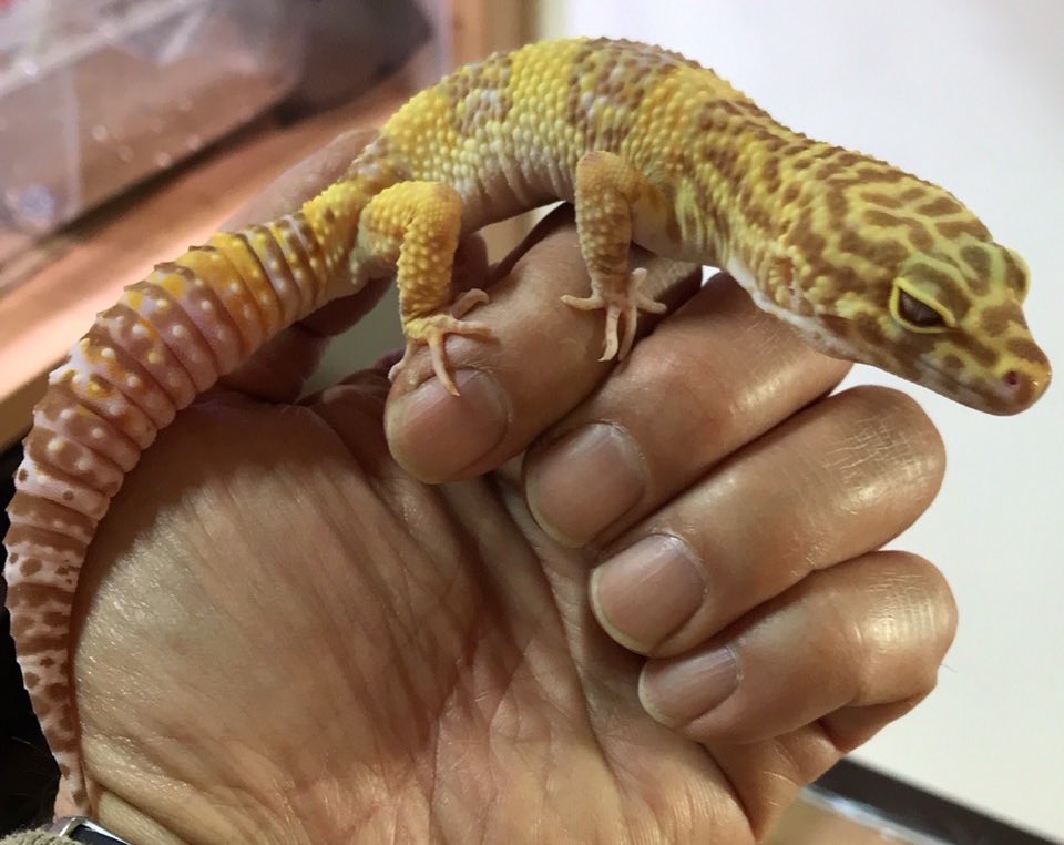 marukane_'s tweet photo. 本日も営業中です😊
色々入荷しました！

ヒョウモントカゲモドキのアルビノ（20cm）
飯田産オランダ（9cm）
ヒメタニシなどなど来ております。

御来店お待ちしておりますm(_ _)m https://t.co/f4WpssCZpg