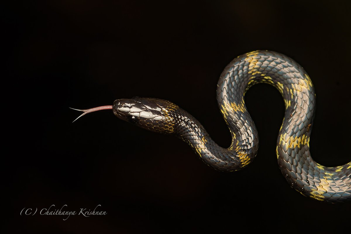 Travancore Wolf Snake Agumbe, Karnataka #wildlife #nature #wildlifephotography #BBCWildlifePOTD #WaytoWild #ThePhotoHour #nature #IndiAves #snakes #reptiles #agumbe #karnataka @WildlifeMag #nikon #nikond500 @NikonIndia