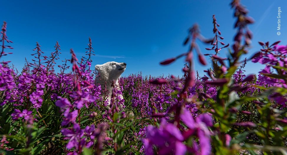 This is one of the nominees for the People's Choice Award at the prestigious @NHM_WPY organised by @NHM_London . Who is its author, Martin Gregus Jr, and how does he change our perception of polar bears? #Canada #PolarBears #wildlifephotography clydeinsider.co.uk/polar-bears-sp…