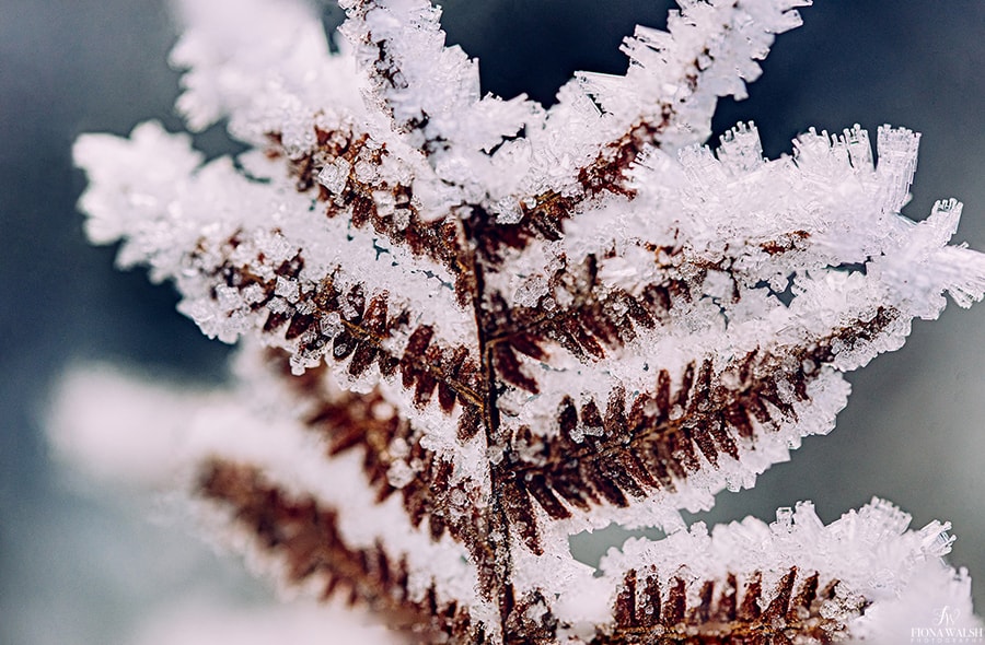 I always try to start my day with a thought about what I'm grateful for, it calms the soul. And I think the beauty in this image is one of the reasons I can be grateful today. 

<a href="/GdnMediaGuild/">Garden Media Guild</a> #frost #gardendesign #gardenphotographer #gardenphotography #ice #fridaymorning