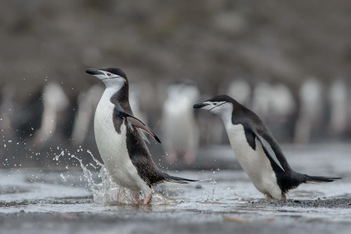 EFEverde (@efeverde) on Twitter photo El cambio climático, la sobrepesca y la contaminación impactan en la reducción de poblaciones de #pingüinos
➡️Diez de sus dieciocho especies están catalogadas "en peligro" en la Lista Roja de Especies de la <a href="/UICN/">sharon turnbo</a>.
#DíaMundialPingüino
efeverde.com/cambio-climati… El cambio climático, la sobrepesca y la contaminación impactan en la reducción de poblaciones de #pingüinos
➡️Diez de sus dieciocho especies están catalogadas "en peligro" en la Lista Roja de Especies de la <a href="/UICN/">sharon turnbo</a>.
#DíaMundialPingüino
efeverde.com/cambio-climati…
