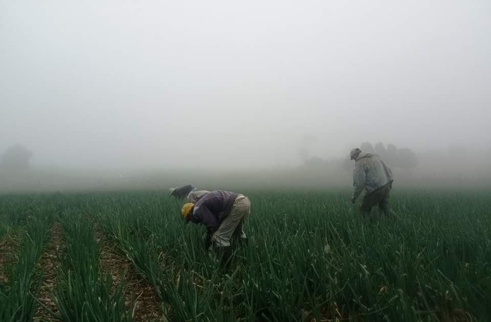 dlcampoalamesa's tweet photo. #BuenosDias 
🟢Recuerda que en estos días de frío, el campo está lleno de hombres y mujeres valientes!!!
#delcampoalamesa #agricultura #soberaniaalimentaria #sectorPrimario https://t.co/ruLw9xk4xO