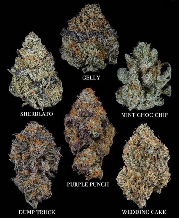 CannabisTrainU's tweet photo. Five can stay but one must go...
https://t.co/L2QpHpf4PC
#strains #weed #pickastrain #cannabis #marijuana #cannabiscollege #cannabisjobs #marijuanajobs #cannabistraining #growyourown #jobs #careers #jobtraining #remotelearning #onlinetraining https://t.co/4KbmTuhosx