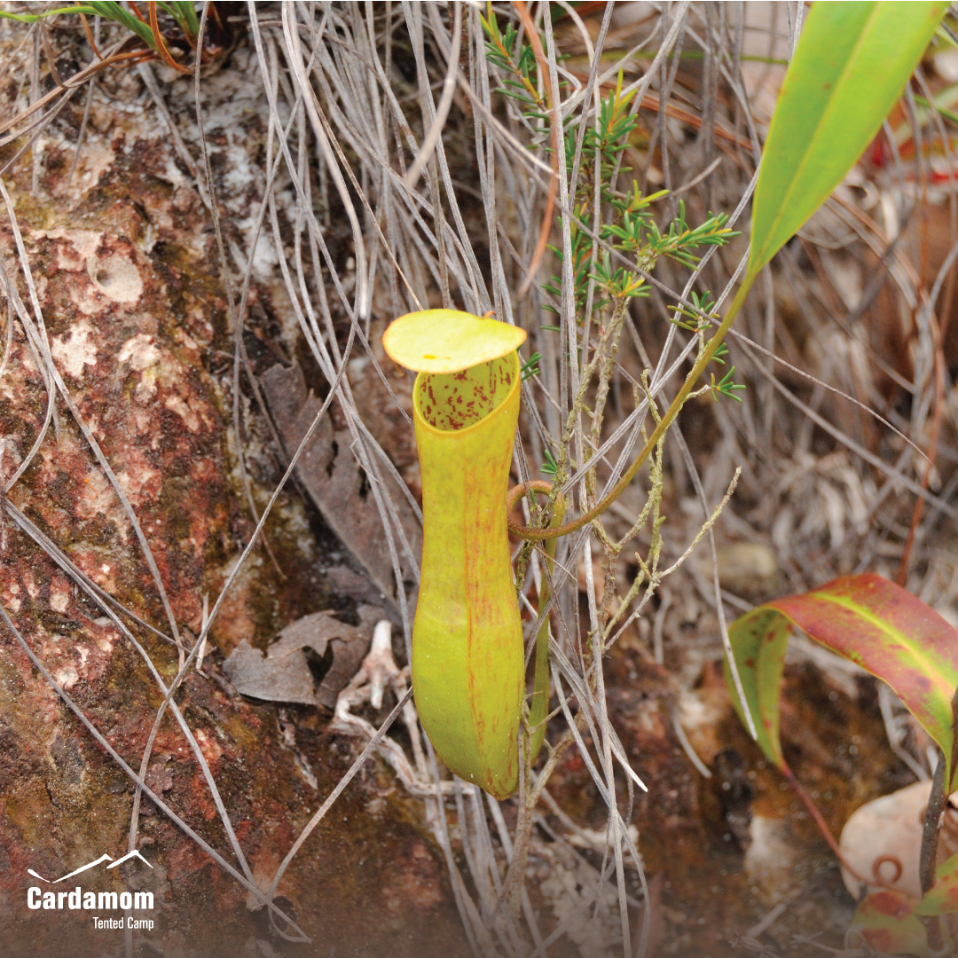 cardamomtent's tweet photo. The tropical pitcher plant is a carnivorous species that captures its prey through passive traps in the form of pitchers rather than actively catching prey like the Venus flytrap.

#CardamomTentedCamp #travel #sustainable #ecotourism #RestarTourism #YourStayKeepstheForestStanding https://t.co/9nr9lsiiWT