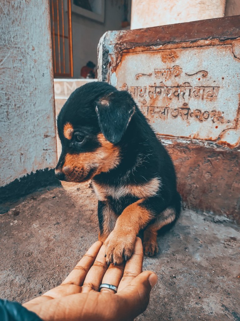 Cute 🐕
.
.
Check it out on pindle 👇
.
.
Shot on <a href="/motorolaindia/">Motorola India</a>
.
.
pindle.io/web/share?sid=…
.
<a href="/Pindle_India/">PINDLE INDIA 🇮🇳</a> #pindle #pindleindia #puppy #street